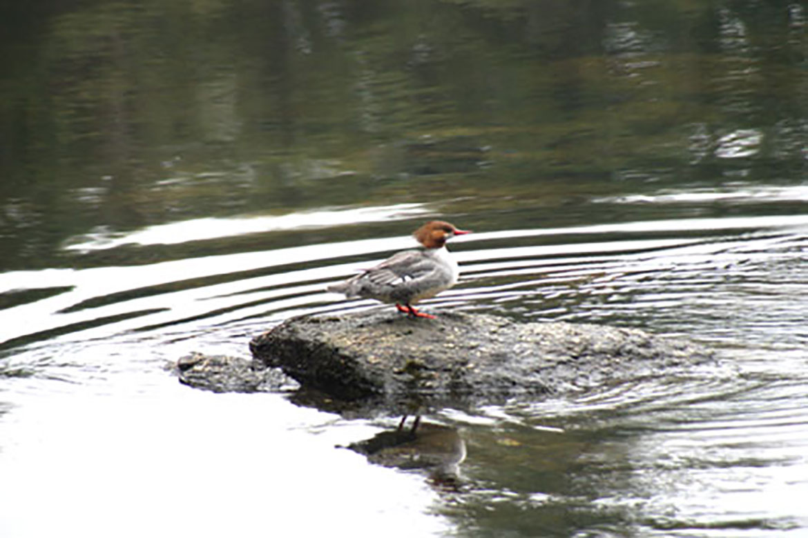 Photo By Karen Booth.