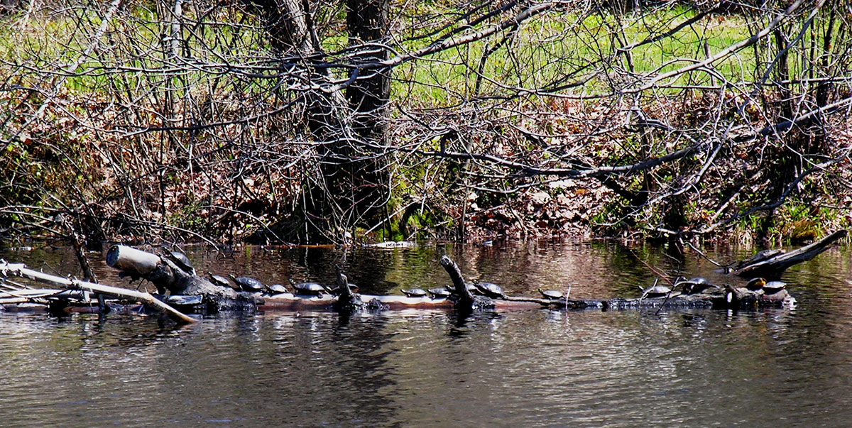 Photo By ELVD Resident, Christraud Geary.